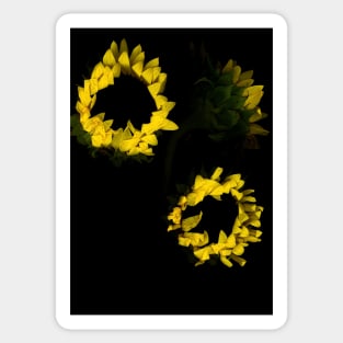 Beautiful yellow sunflowers Sticker